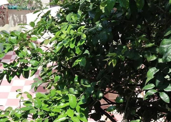 Kenka Sol Séjour chez l'habitant Mexico